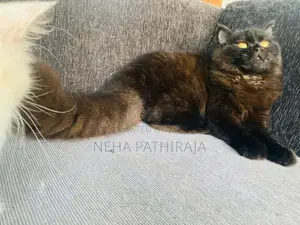 Persian cat