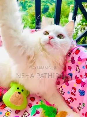 Persian