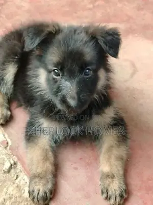 Lion Shepherd Puppies