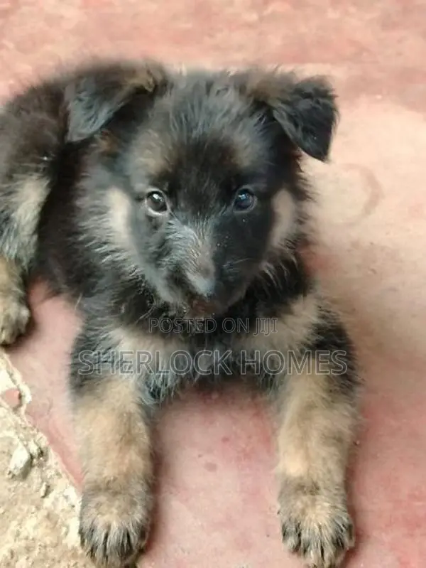 Lion Shepherd Puppies