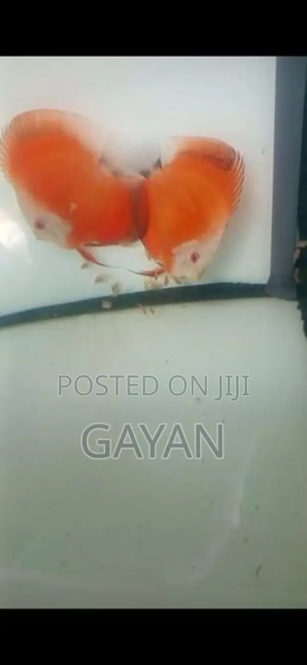 Discus Fish