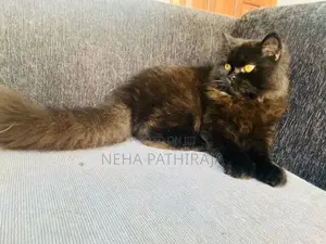 Persian cat