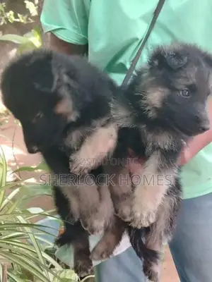 Lion Shepherd Puppies