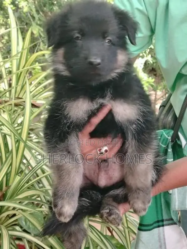 Lion Shepherd Puppies