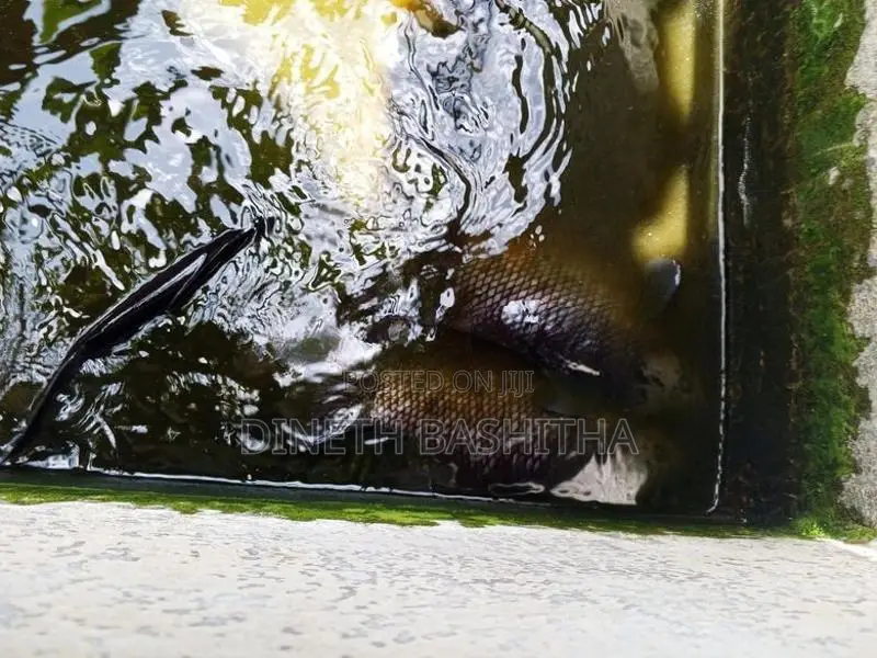 ගුරාමි Fish
