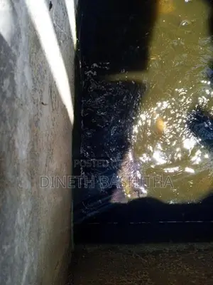 ගුරාමි Fish