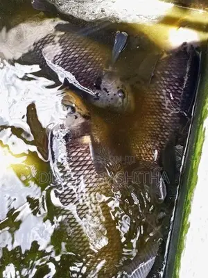 ගුරාමි Fish
