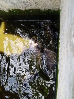 ගුරාමි Fish