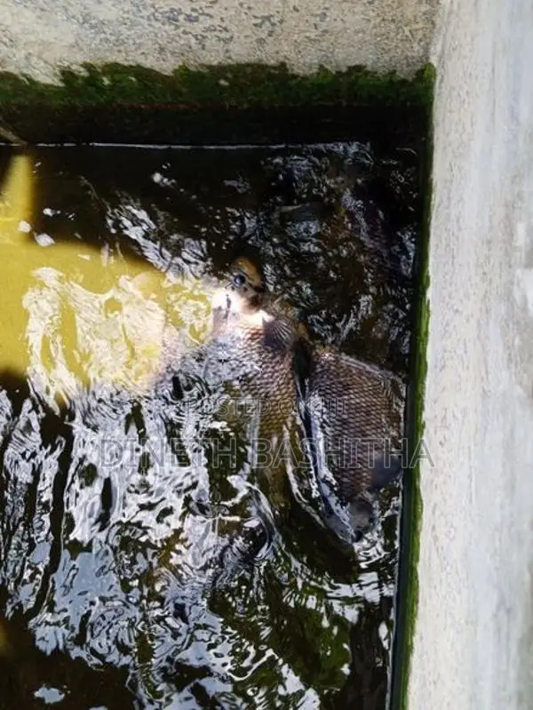 ගුරාමි Fish