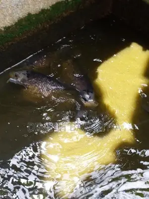 ගුරාමි Fish