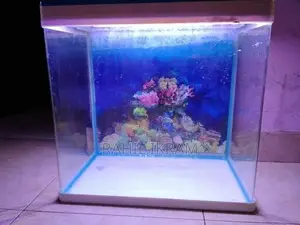 Fish Tank