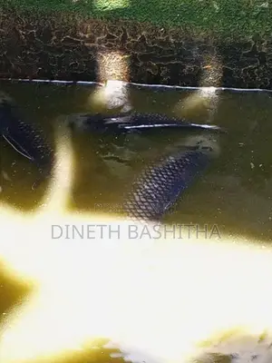 ගුරාමි Fish