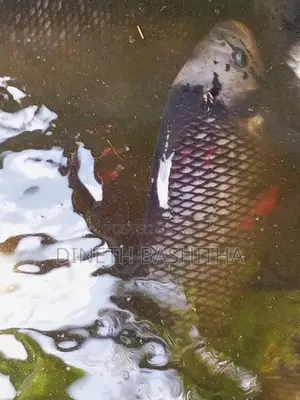 ගුරාමි Fish