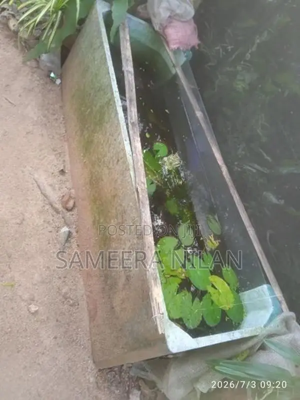 මාලු ටැංකි