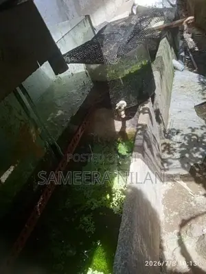 මාලු ටැංකි