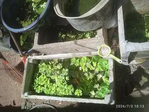 මාලු ටැංකි