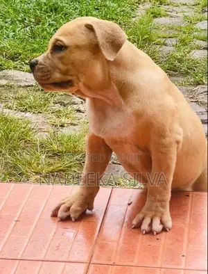 American Bully