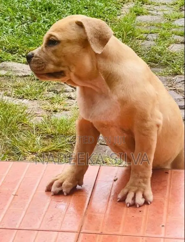 American Bully