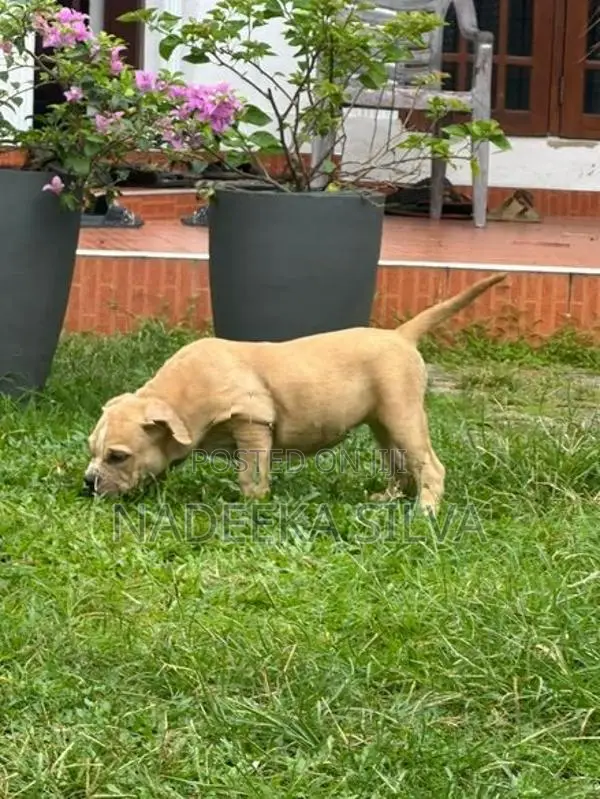 American Bully