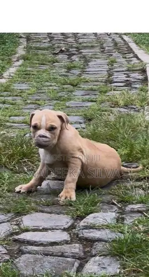 American Bully