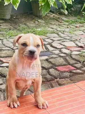 American Bully