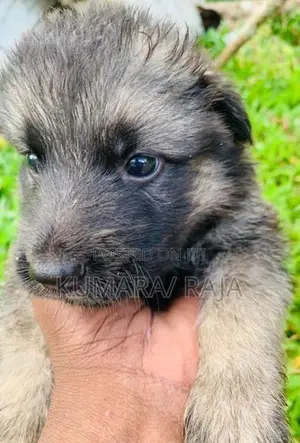German Shepherd