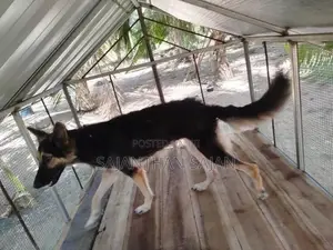 ஜேமன் ஷெப்பர்ட் Puppy
