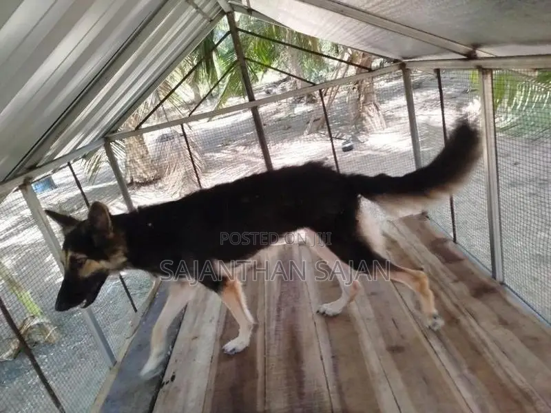 ஜேமன் ஷெப்பர்ட் Puppy