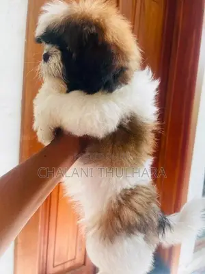 Shih Tzu Puppies