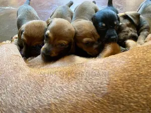 Dachshund puppies