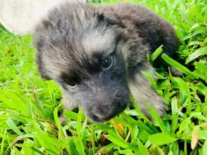 German Shepherd