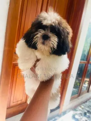 Shih Tzu Puppies