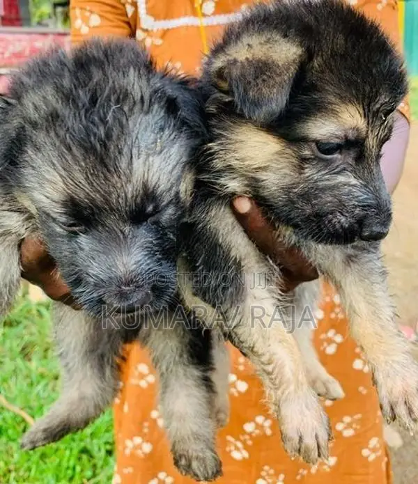 German Shepherd