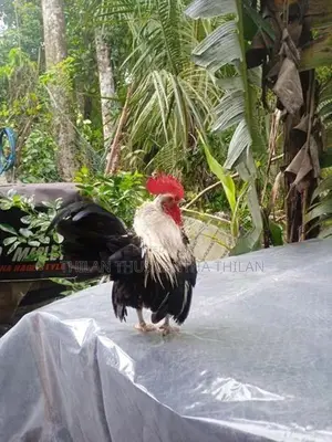 ORG කුකුළයි කොචින් කුකුළු දෙක