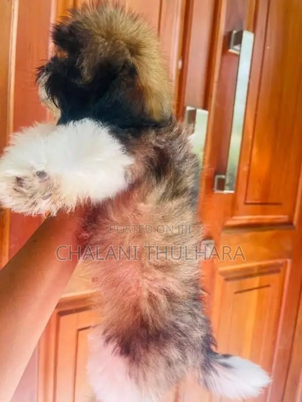 Shih Tzu Puppies