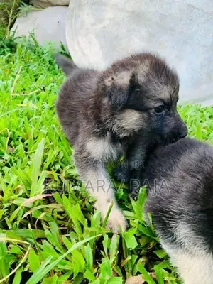 German Shepherd
