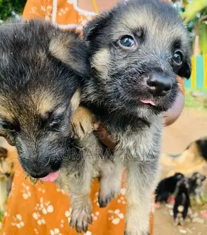 German Shepherd
