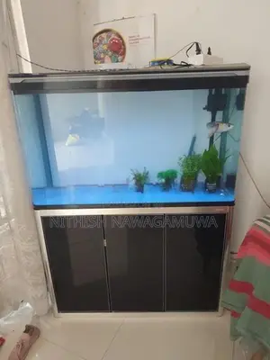 Golden Arowana (Certificate) Koi Catfish