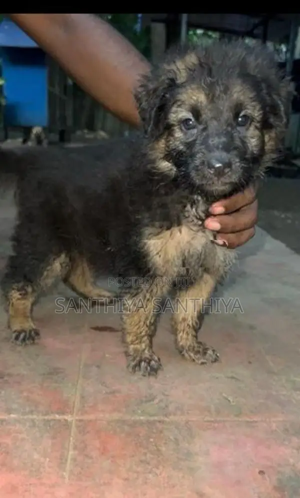 German Shepherd Puppy