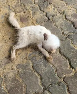 Himalayan cat