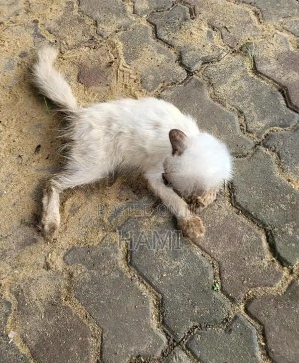Himalayan cat