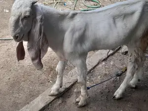 Jamunapari Male Goats