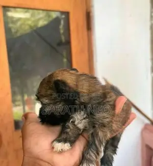 Shih Tzu Puppies