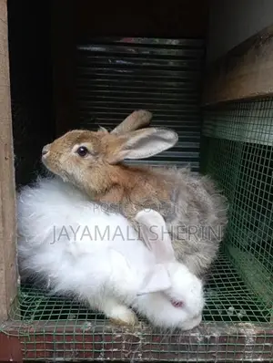 Angora Rabbit