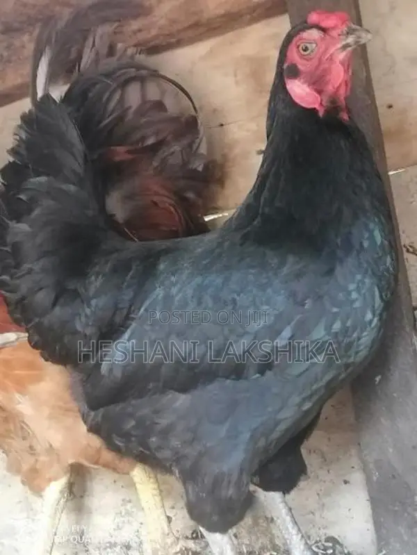 Gam Kukulan
