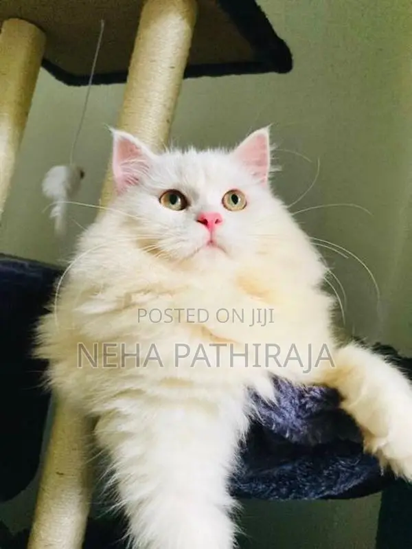Persian cat
