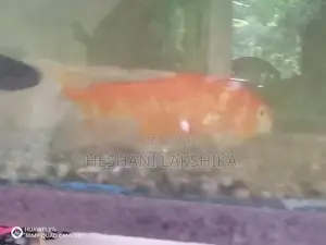 Koi Carp Fish
