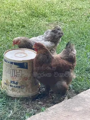 Farm Chicken