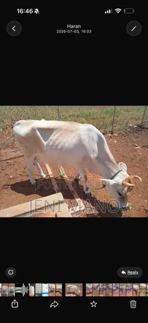 Milk Cow
