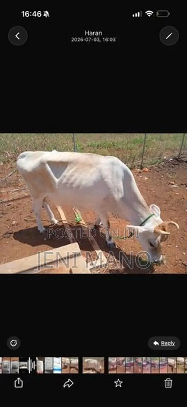 Milk Cow